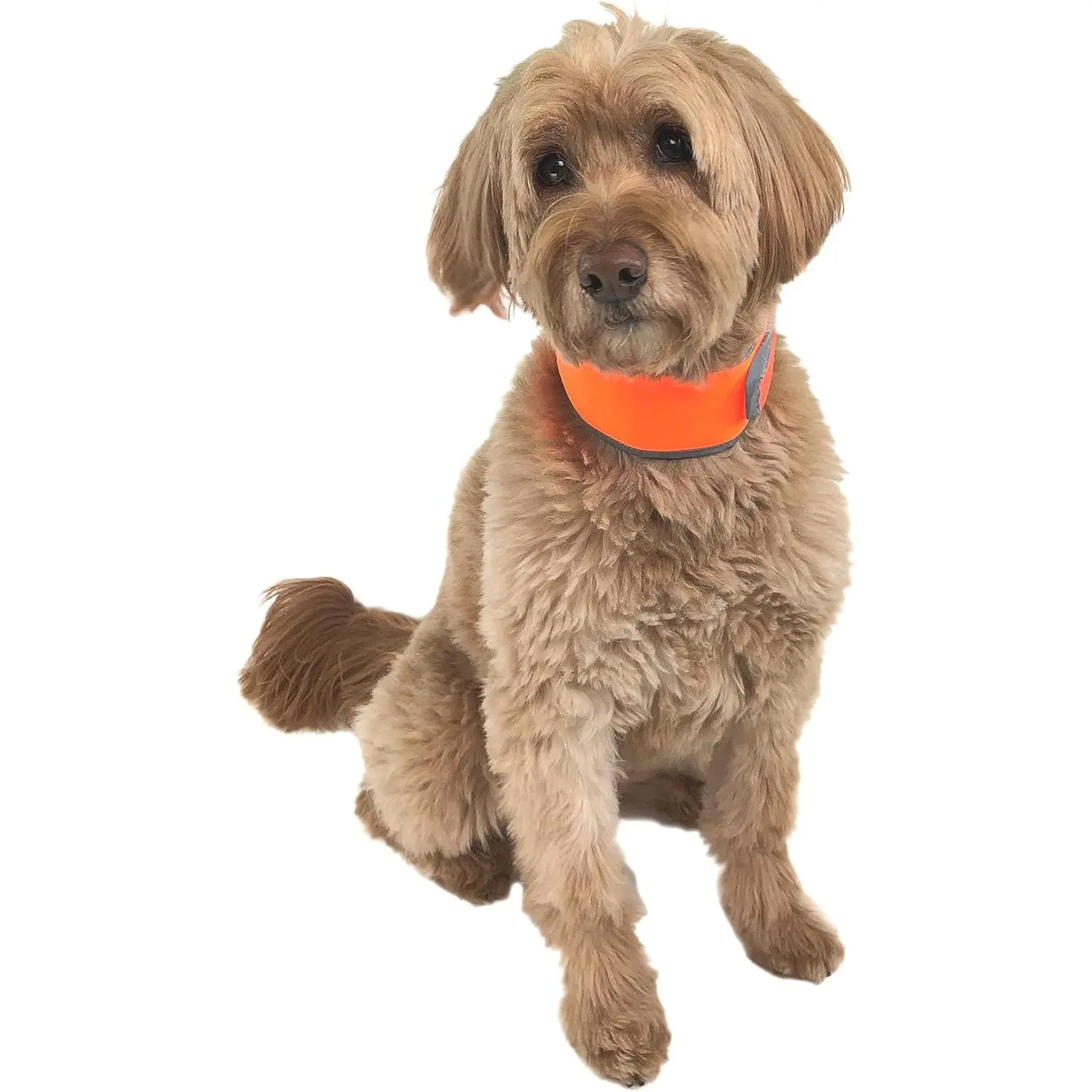 Hi-Vis Cooling Dog Collar for Medium Dogs – Reflective Re-Freezable Ice Collar for Hot Weather & Heat Relief (Orange, Medium)