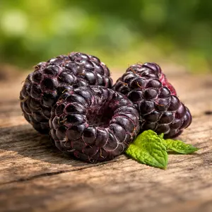 Tahi Black Raspberry Plug Plants – Thornless Variety | Large, Sweet Berries | Cold Hardy, High Yield, Non-GMO | Hand Picked Nursery