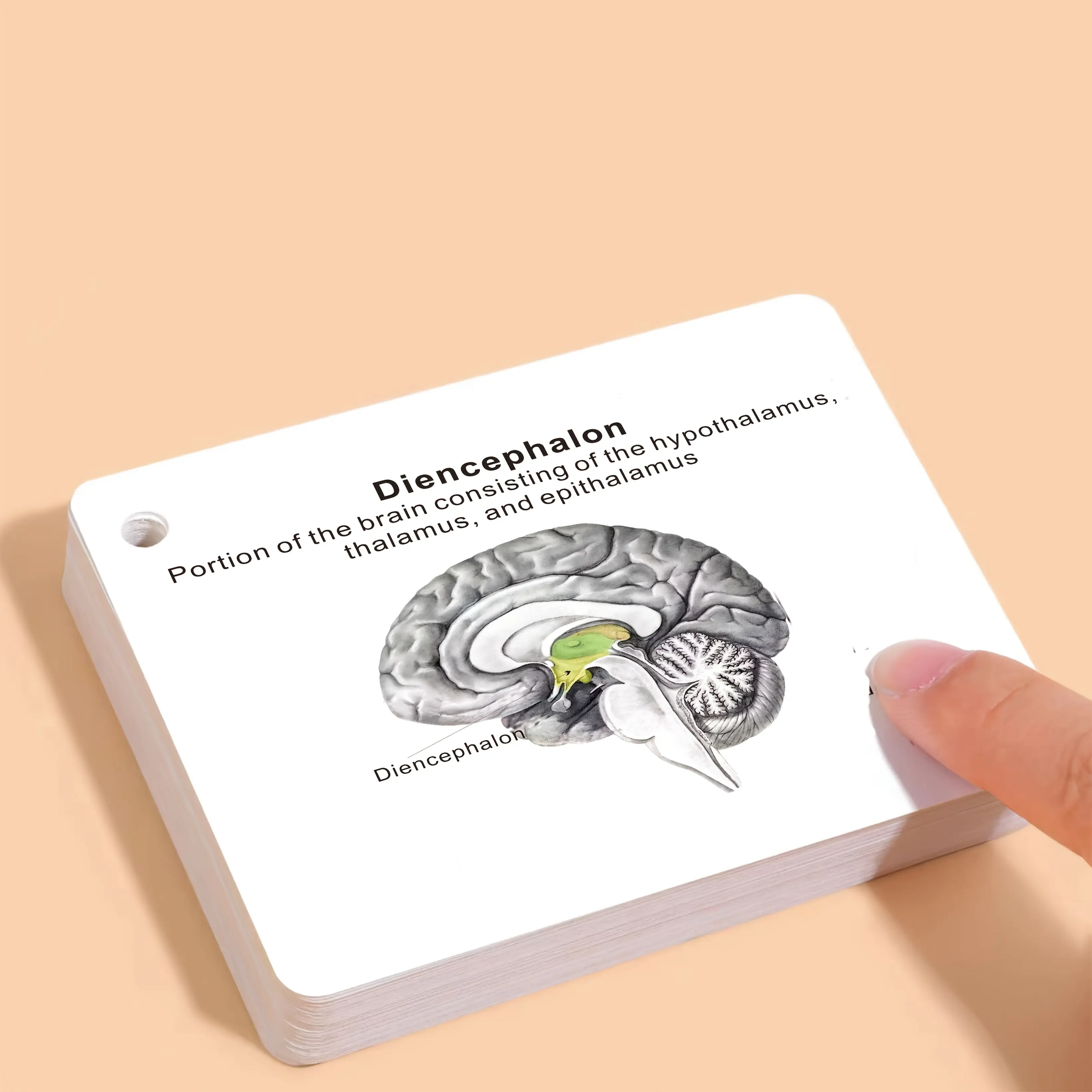 Human Brain Anatomy Flashcards Compatible for Medical Students, Neuroscience Cards for Nursing Students & Psychology Study - Labeled Brain Diagram with Labeled Structures, Medical Student Gift, Neuroscience Notes, Psychologist Reference