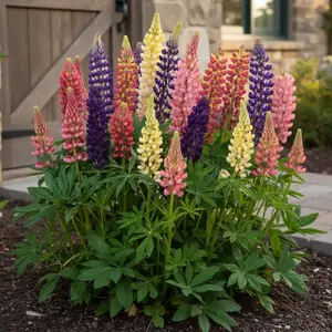 35 Mixed Lupine Seeds – Lupinus polyphyllus – Tall Multi-Color Spikes – Hardy Perennial Garden Flower