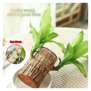 4#Brazilian Wood Hydroponic Plant Lucky Wood Symbol of Luck Prosperity Easy to Grow Indoors Ceramic Tray Included Enhances Humidity Reduces Stress brazilian lucky wood plant