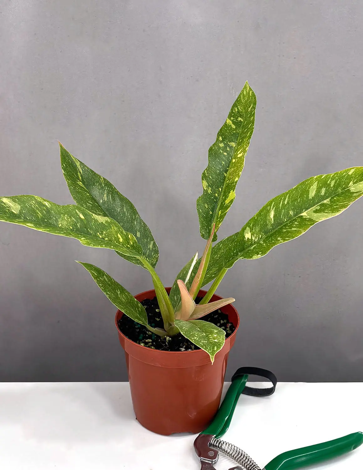 Philodendron Ring of Fire