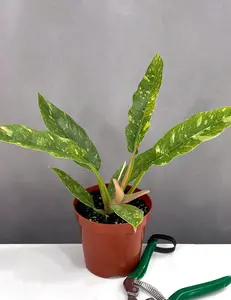 Philodendron Ring of Fire