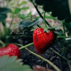 Organic Strawberry Seeds