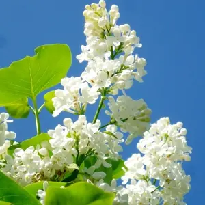 50 White Lilac Seeds Extremely Fragrant Japanese Tree Lilac Shrub Syringa Vulgaris