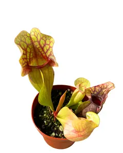 3" Carnivorous Pitcher Plant – Sarracenia Purpurea – Live Plant