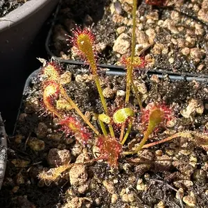 SEEDS - Subtropical Sundew - Drosera nidiformis (Pietermaritzburg, SA) - Carnivorous Plant