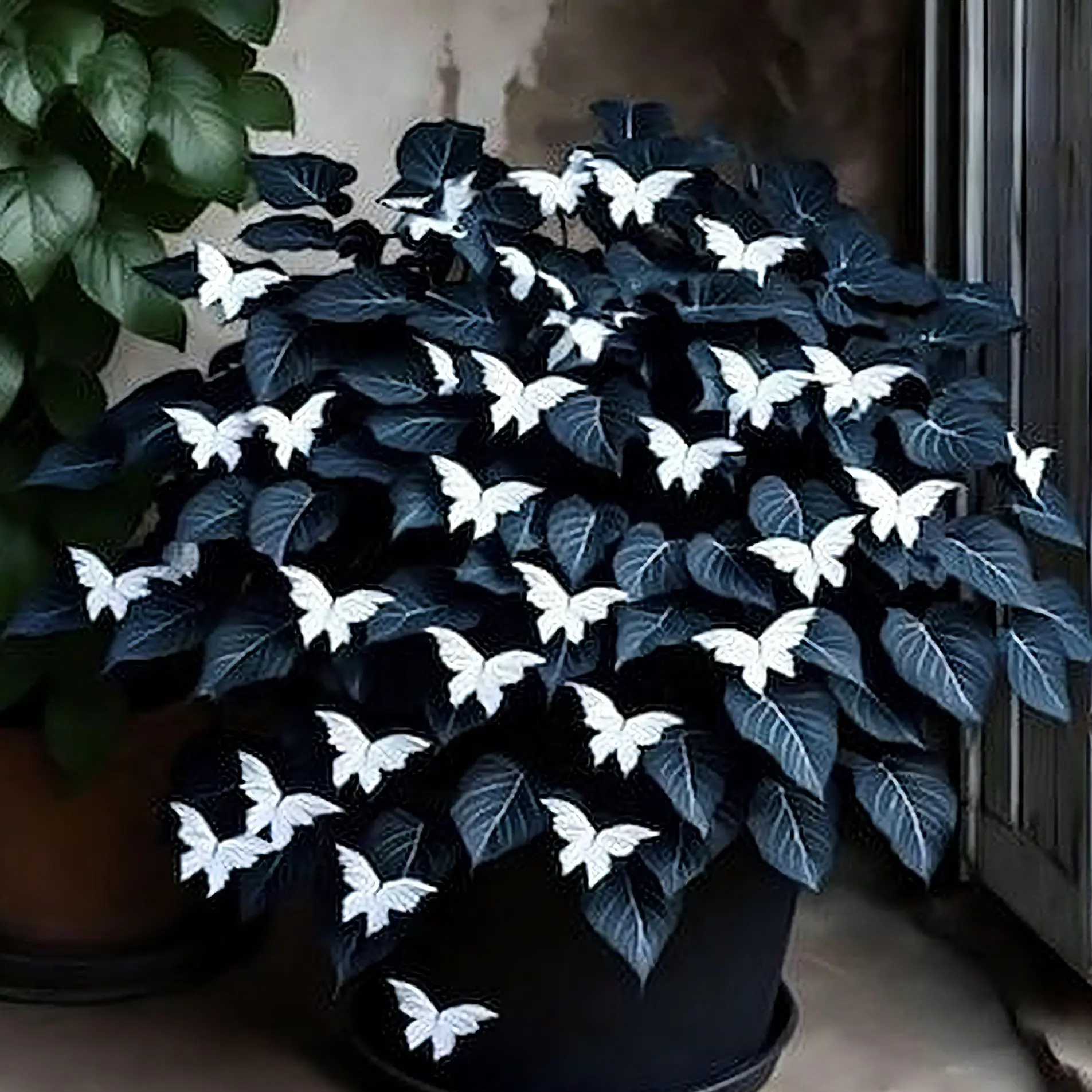 1000 pcs Hosta Seeds – Versatile Perennial Plants for Pots, Yards & Landscaping