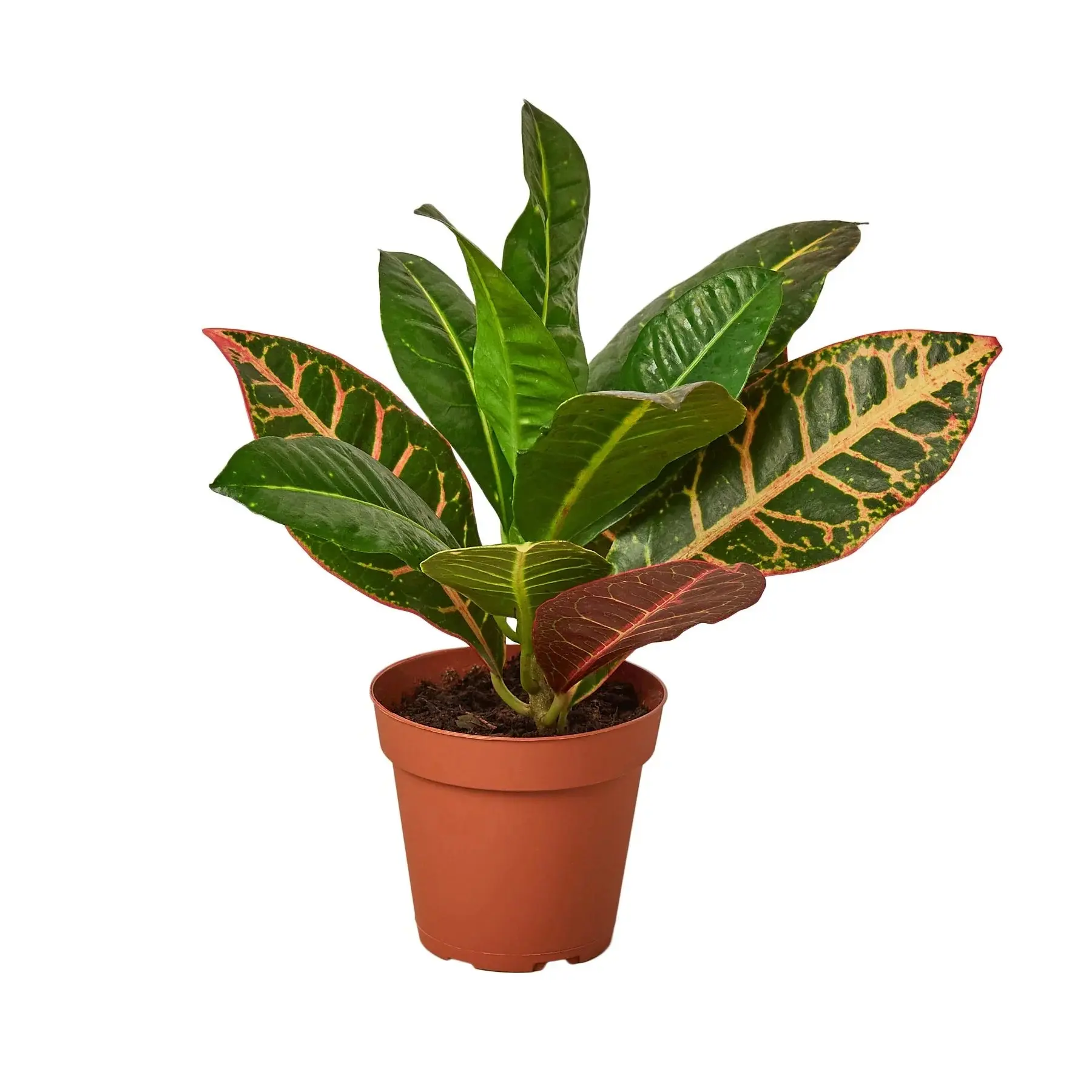 Croton Petra Josephs Coat (Codiadeum variegatum)