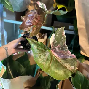 4” Syngonoum Ice Galaxy Live Plant - Rare