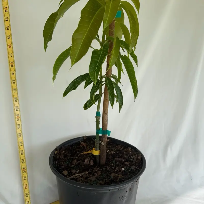 Grafted Mango Trees, 1-2 ft Tall, Potted in 3-gal Containers