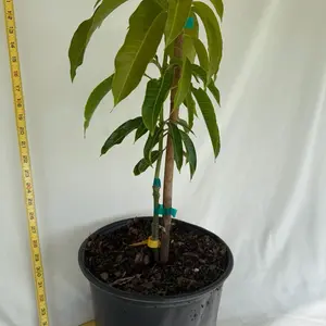 Grafted Mango Trees, 1-2 ft Tall, Potted in 3-gal Containers