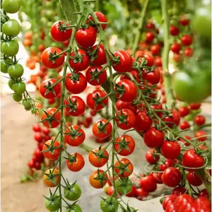 Waterfall Tomato Seeds - 200 Heirloom Non-GMO High-Yield Variety Spring Planting Guide Included for HomeGardens & Balconies - Space-Efficient & Adaptable PerfectGardening Gift