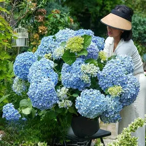 Mixed Color Hydrangea Seeds – 200+ Seeds per Pack for Stunning, Multi-Hued Blooms Easy To Grow Borders