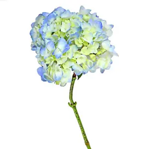 3 stem fresh cut hydrangeas blue flowers Bouquet Decor Decorative Gift Nature