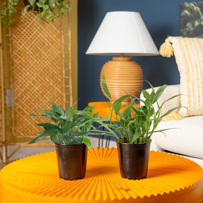 Grower's Choice Epipremnum | medium