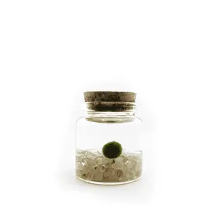 Small Moss Ball Terrarium with Golden Quartz Stone - 2" Height, 2" Diameter, 2 oz, Home Decor Plant, Natural Stone, Made in USA, Zebra Mussel-Free
