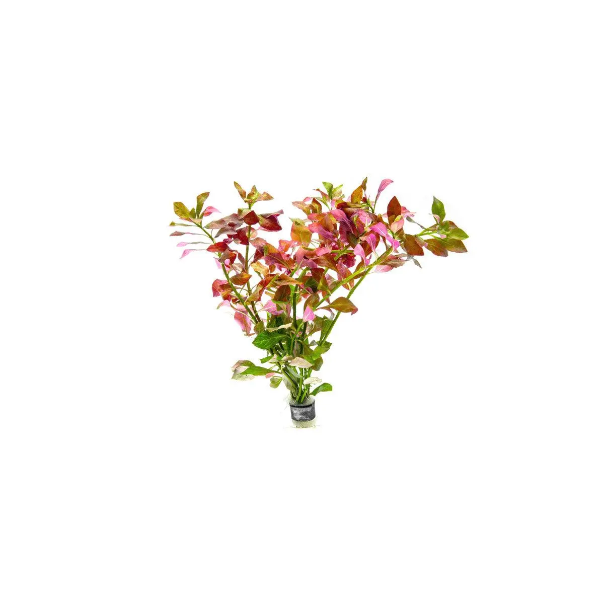Ludwigia Ovalis Ludwigia Ovalis