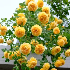 300Pcs Mixed-color Climbing Rose Rosa BushVine Climber Fragrant Butterfly Flower Seeds