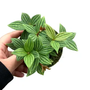 4" Peperomia 'Parallel', Pet Friendly Live Houseplant, Indoor Plant