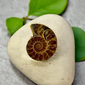Natural Ammonite Statement Ring, Handmade Jewelry/SZ.7
