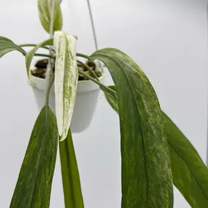 Rara variegated Anthurium vittarifolium  - Rare Collector's Plant for Indoor Home Decoration, Unique Leaves
