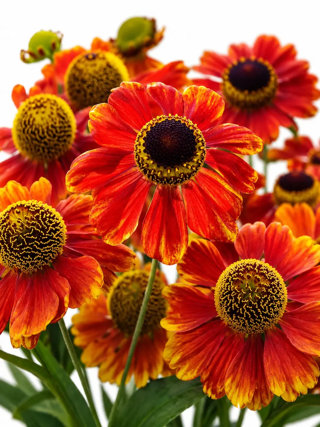 Sneezeweed Live Plant Plugs (Helenium autumnale) – Hardy Native Perennial Starter Plants – Vibrant Yellow & Orange Blooms – Pollinator-Friendly Garden Flowers