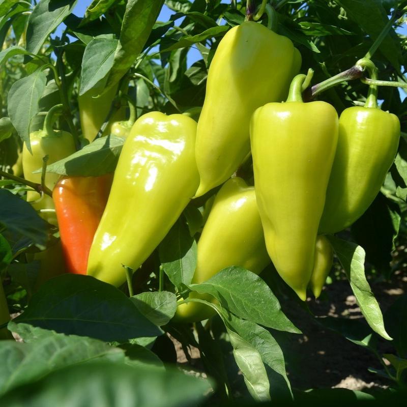Cubanelle Sweet Pepper Seeds Organic (Capsicum annuum) – Sweet, thin-walled peppers; ideal for frying or stuffing, called Italian Frying Pepper.