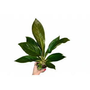 4" Anthurium Cobra