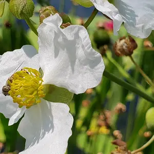 Print of Hoverfly on a pond flower