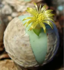 15 cactus SEEDS RARE CONOPHYTUM CALCULUS exotic cactus living stones mesemb cacti seed