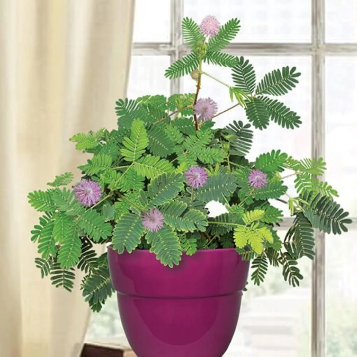 Mimosa Pudica seeds,Sensitive Plant,Sleepy Plant,Action Plant,Touch-me-not, Shameplant Creeping Annual or Perennial Native Wildflower Great Flowering Plants
