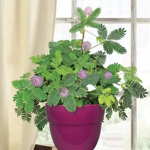Mimosa Pudica seeds,Sensitive Plant,Sleepy Plant,Action Plant,Touch-me-not, Shameplant Creeping Annual or Perennial Native Wildflower Great Flowering Plants
