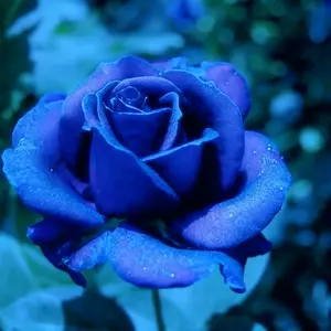 Blue Rose Seeds for Planting - 200+ Hybrid Rare Rose Seeds Perennial Shrub Garden Yard Potted Decoration