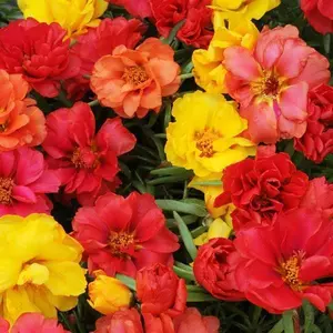 Mixed Moss Rose Seeds,Portulaca Grandiflora Mix, 10,000+ Bulk Perennial Purslane Flower Seeds for Planting Outdoors(Non-GMO), Large Blooms, Attracts Pollinators, Easy to Grow