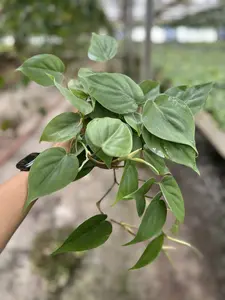 Philodendron Cordatum Green Pot 4” Indoor Plants -  Houseplant - Tropical Foliage