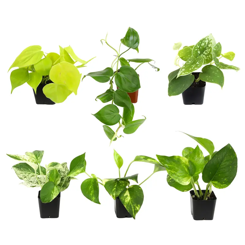 philodendron varieties with names and pictures - TikTok Shop