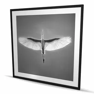 Begin Home Decor C1FM4848CNTBCH 48 x 48 in. Great Blue Heron In Flight - Framed Print Wall Art - Home Decor
