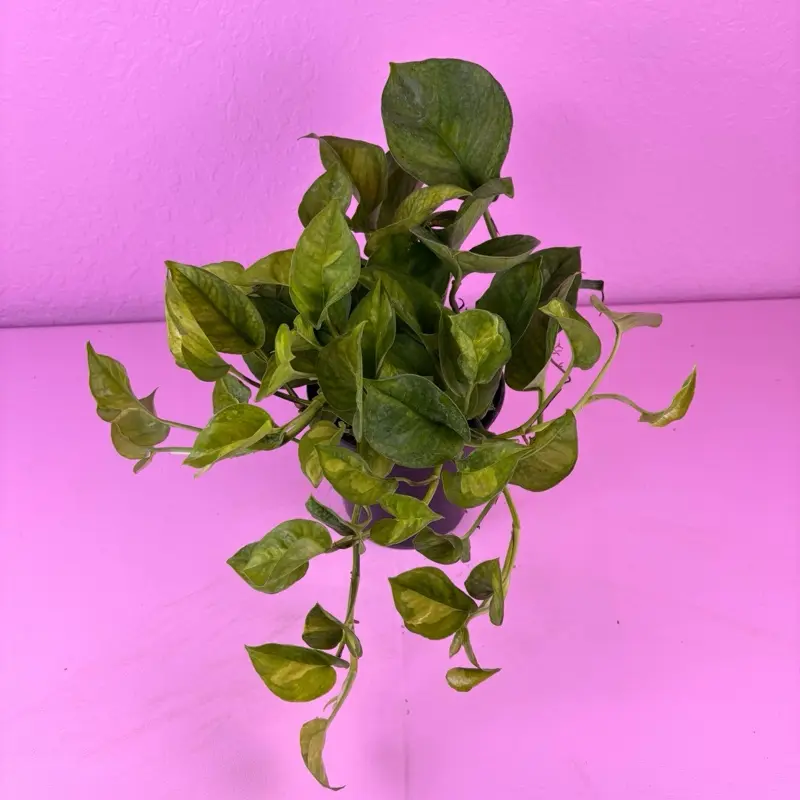 Epipremnum Global Green 6” | Global Green Pothos | Tropical Houseplant