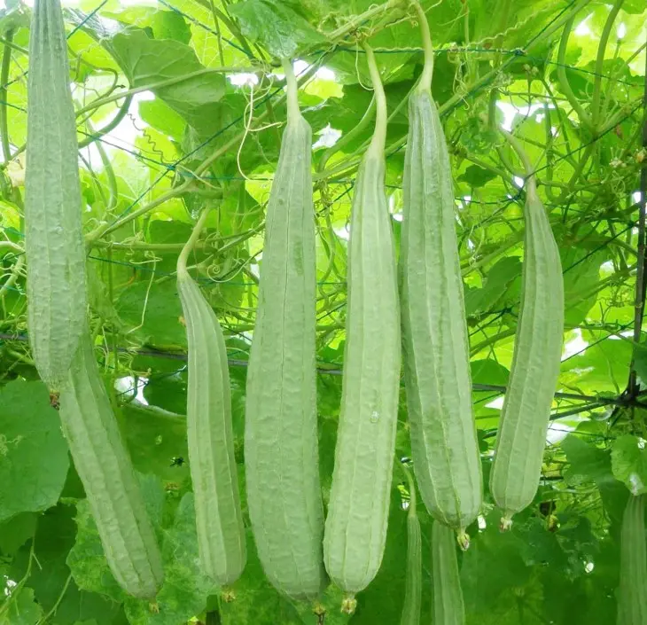 10 Angled Luffa Seeds for Planting - Ridged Sponge Gourd Seeds - Ridge ...