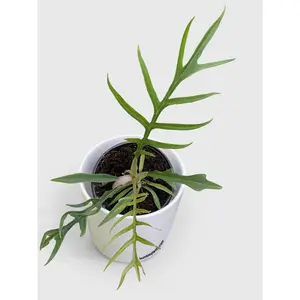 Philodendron 'Tortum'