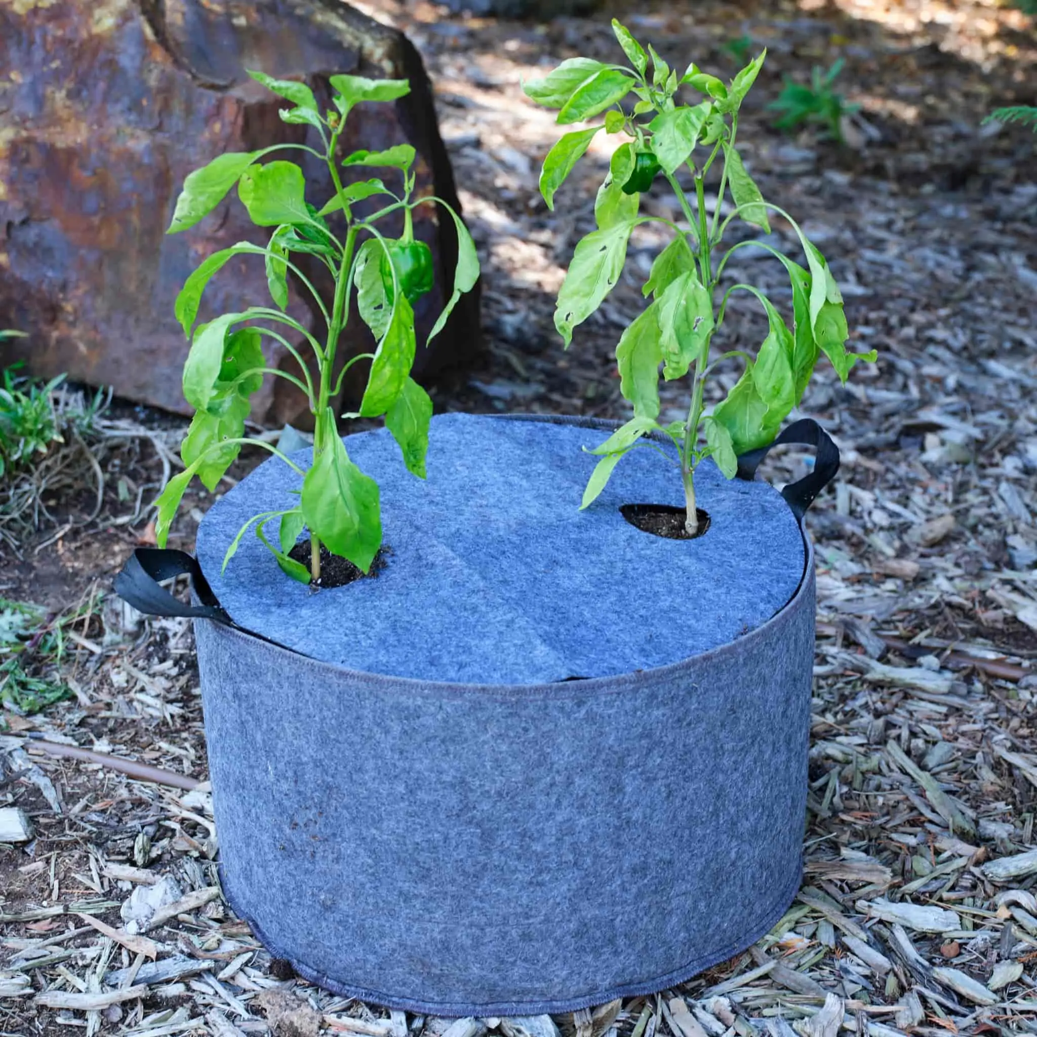 Plantable Fabric Covers, 15 Gal Kale & Pepper Cover, All Season Garden Pot Accessory for Hot-Day Hydration & Water Conservation