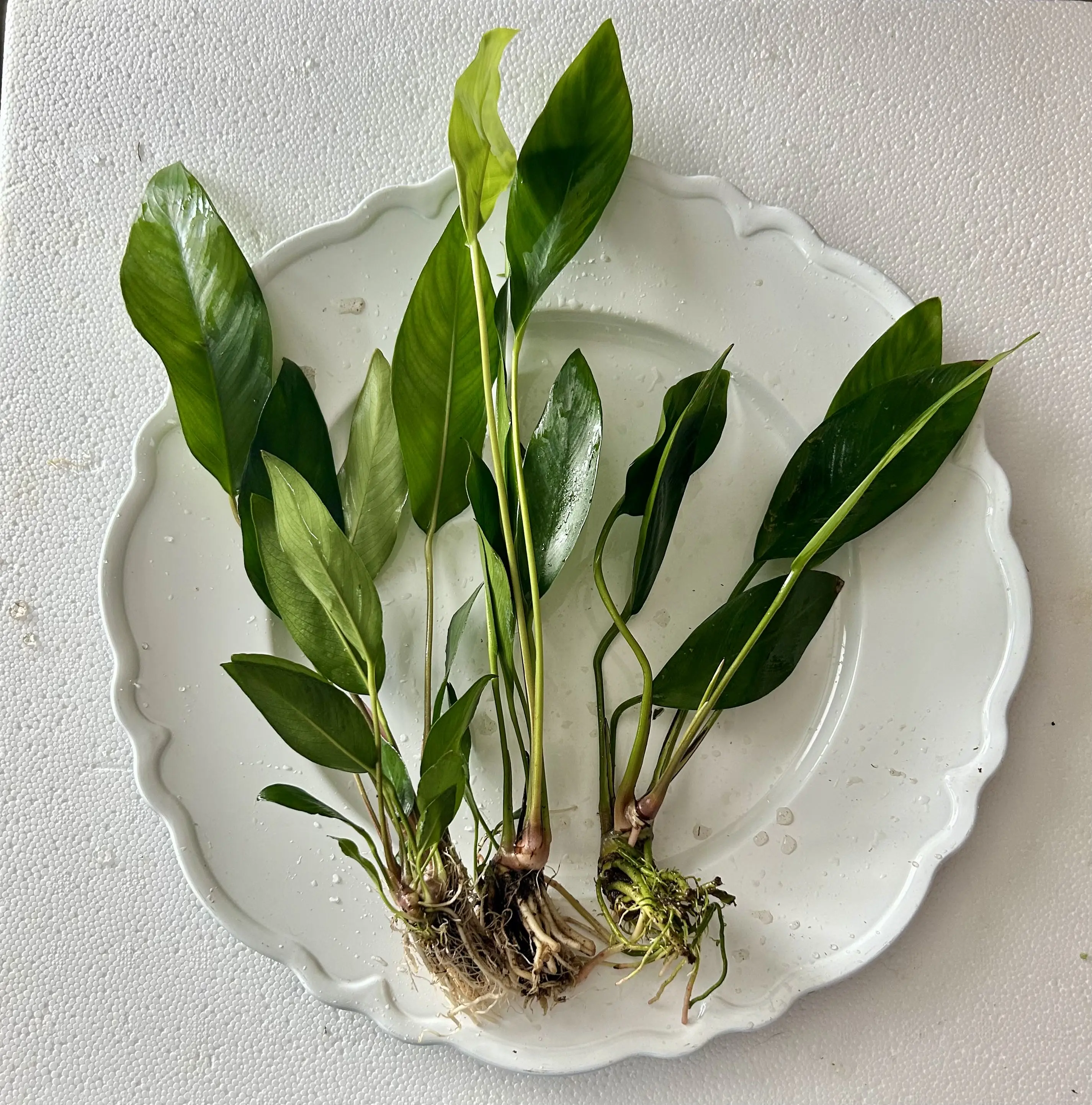 Large Assorted Anubias LARGE Easy, Beginner-friendly Live Aquarium Plant - Durable for goldfish & small fish aquariums!