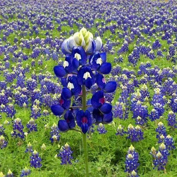 Lupine TEXAS BLUEBONNET Wildflower Sun/Partial Shade Heirloom 50 Seeds!