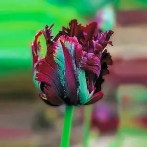 Black Parrot Tulip Bulbs for Planting - Black Fringed Tulips