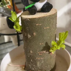 Brazilian Willow Wood Plant - Mini Brazil Lucky Wood Kit - Tray, Lucky Tree, Panda - Swelling Stage - About to Sprout, Brazilian Tree Housewarming
