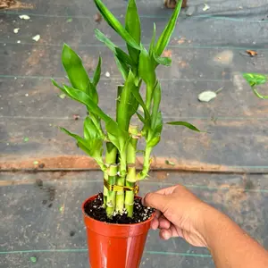 Lucky Bamboo Plant 4 inch pot house plant