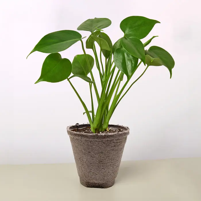 3 tier plant stand indoor Marley Luxe 5 Tier Plant Stand