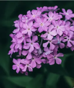 Green River 50 Violet Pinwheel Phlox Seeds - Premium Blend For Pots, Beds, Whimsical Petal Design, Cottage Garden Seeds For Outdoor Planting, Butterfly Garden Seeds For Full Sun Blooms, Perennial Ground Cover With Playful Charm, Non-GMO