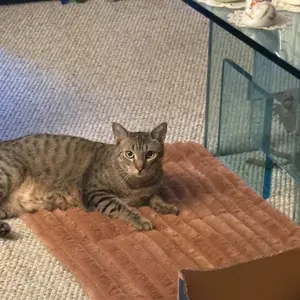 Bedsure Self Warming Pet Bed, Small Self Heating pet Crate Pad, No Electricity, Thermal Extra Warm Mat Indoor & Outdoor, Non-Slip & Washable Noiseless Animal, TikTokShopBlackFriday Choice, Foot Warmer, Warming Pad, Desk Foot Warmer